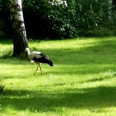Peipsi Caravani Puhkemaja